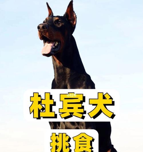 挑食对杜宾犬健康的危害（让你的杜宾犬远离挑食的坑）