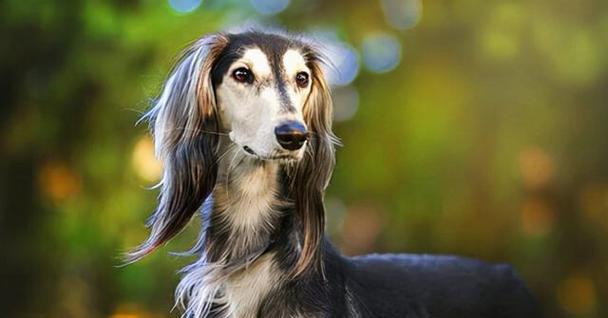 如何选择适合自己的狗狗品种？（原则、宠物、养犬、性格、环境）