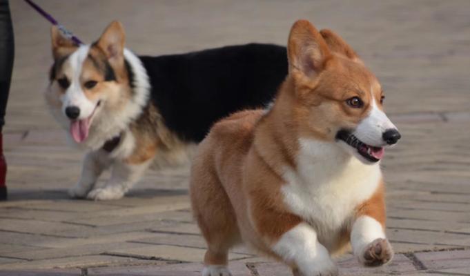了解威尔斯柯基犬（探索这个受欢迎的宠物犬的历史和特点）