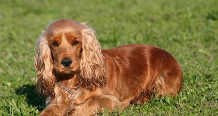 如何确定可卡犬洗澡的最佳时间（以宠物健康为先，合理掌握洗澡时机）