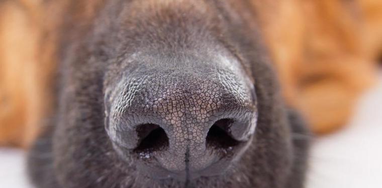 为什么狗狗的鼻头不黑了？（探讨狗狗鼻头颜色变化的原因及预防措施）