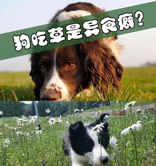 为什么狗狗会偶尔去吃草？（探究狗狗吃草的原因和可能存在的健康问题）