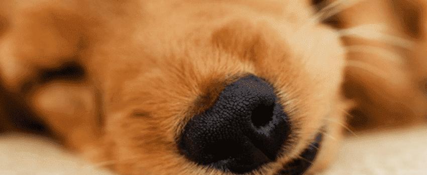 狗狗为何总喜欢舔鼻子？（解析狗狗舔鼻子的原因及其意义）