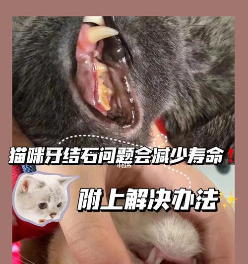 猫咪也有牙结石？原来是这个原因！（了解猫咪牙结石的成因和预防方法）