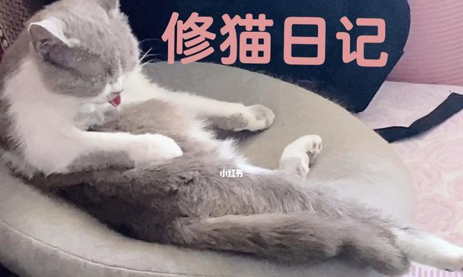 定期给猫咪修毛的重要性（为什么需要给猫咪修毛？）