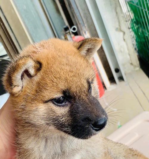 为什么需要给柴犬狗狗驱虫？（宠物健康保障，预防病虫害）