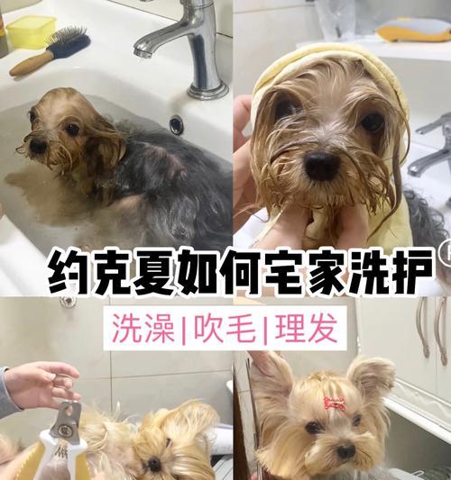宠物狗狗的洗澡美容（洁身自好）