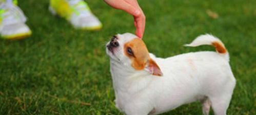 为什么要给宠物狗狗驱虫？（狗狗驱虫的必要性、驱虫的好处、选用合适的驱虫药物）