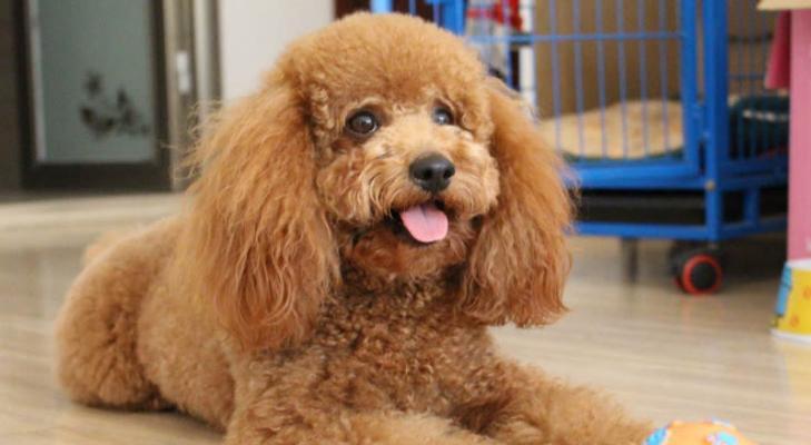 幼犬喂养特别注意！（如何科学喂养幼犬，让它们健康成长？）