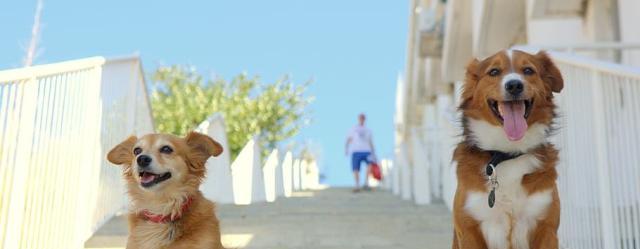 5种方法让你的狗狗学会独处（让宠物狗不再焦虑、忧郁、暴躁、吠叫和破坏家具）