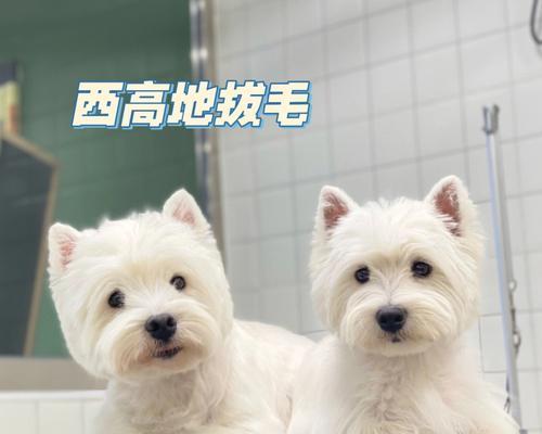 如何应对不听话的西高地白梗？（以宠物为主，让你的犬友变得听话）
