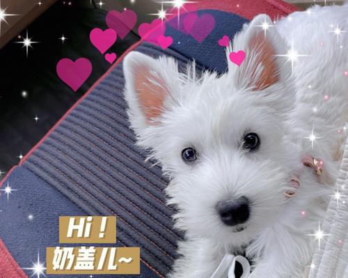 如何训练西高地白梗握手技能？（用宠物训练技巧让你的狗狗成为握手高手！）