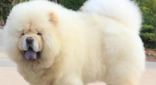 夏季饲养松狮犬注意事项（让你的宠物健康度过炎炎夏日）