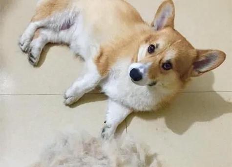 夏日宠物清凉指南（让你的爱犬夏日无忧-以夏季怎么让狗狗凉快起来为主题）
