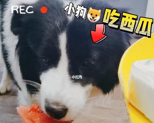 夏天宠物能否食用西瓜？（狗狗适合吃哪些西瓜？）