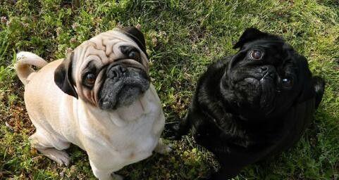 夏季巴哥犬喂养注意事项（宠爱你的巴哥犬，远离夏季麻烦）