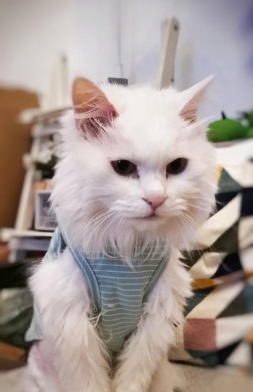 猫咪夏季剃毛（探讨猫咪夏季剃毛的利弊）