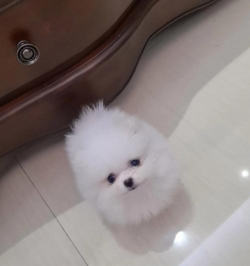 小博美能否独自在家？（探讨小型犬是否适合独自待在家中）
