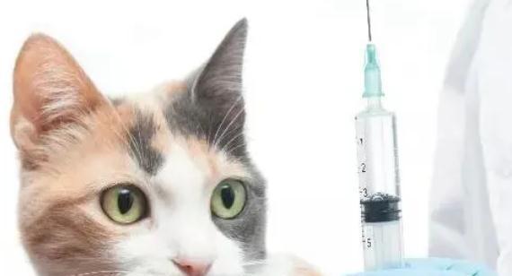 小猫咪的冬季疫苗接种问题（宠物爱好者必读，了解猫咪冬季疫苗接种的重要性与注意事项）