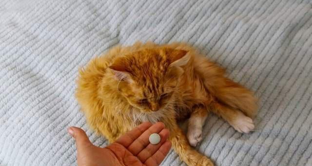 如何给宠物猫咪做体外驱虫？（一步步教你清除猫身上的害虫，打造健康的生活环境）