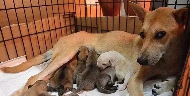 新生幼犬的健康生活指南（以身体状况为主，让宠物幼犬健康成长）
