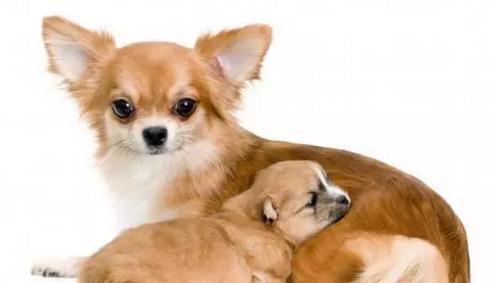 如何科学喂养新生幼犬？（关注幼犬营养需求，打造健康宠物生活）