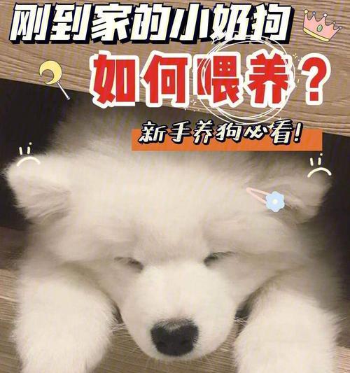 新生幼犬冬季保暖必备！（如何为宠物幼犬提供最佳的保暖措施？）