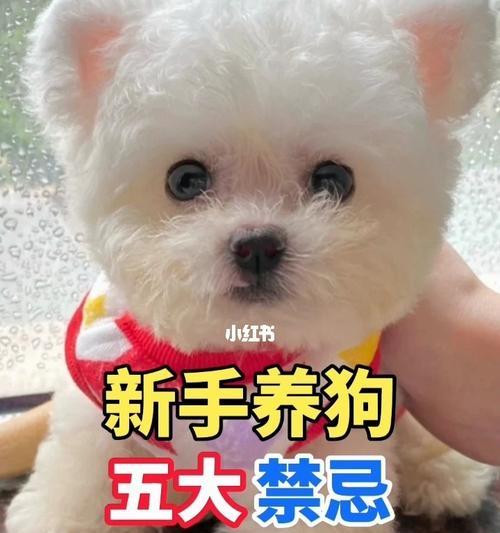 新手必看！初养幼犬需注意的这些问题（宠物养成）