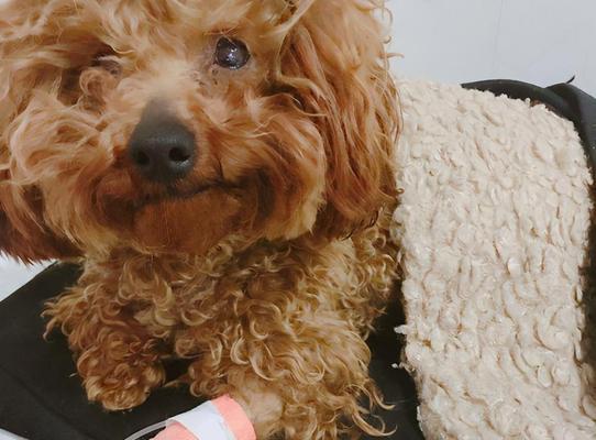小犬吐黄水背后的隐患（揭示宠物饮食不当的风险与教训）