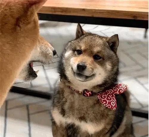 培养柴犬听话的三个要点（让你的宠物成为有素养的好狗狗）