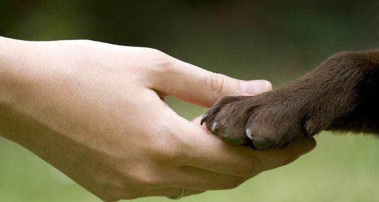 如何训练你的狗狗握手（通过简单的步骤让你的狗狗学会握手）