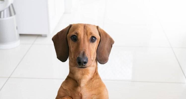 训练贵宾犬嗅觉的高效方法（以宠物为主，提高嗅觉能力的科学训练方式）