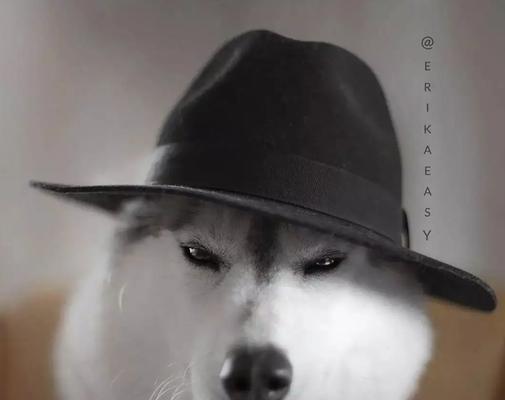 如何训练哈士奇永远不嫌太早（从幼犬期开始，培养乖巧听话的宠物）
