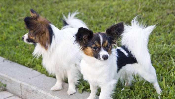 如何训练蝴蝶犬成为宠物的好伙伴（打造蝴蝶犬的好性格和好习惯，培养亲密关系的秘诀）