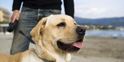 训练拉布拉多犬的重要性（为什么需要训练拉布拉多犬？）