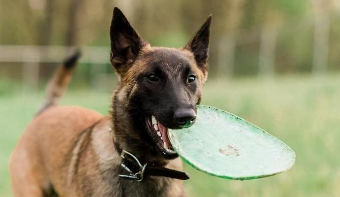 提高宠物搜索能力的训练方法（让你的宠物成为优秀的搜索犬和搜索马）