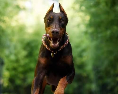 如何训练你的迷你杜宾犬迅速躺下？（掌握这个简单技巧，让你的宠物更听话！）