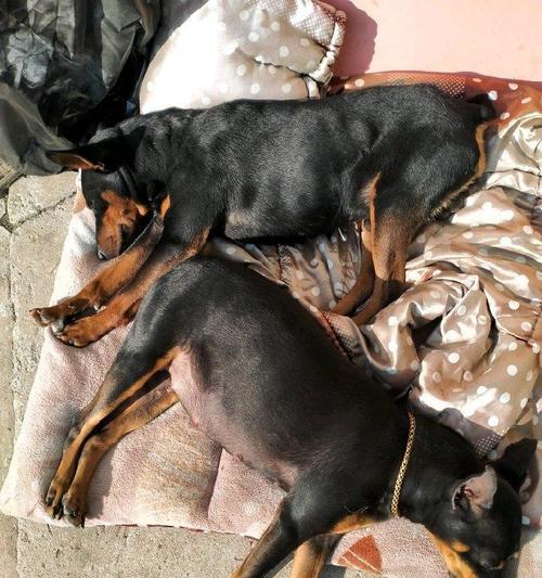如何训练迷你杜宾犬（以宠物为主，让你的迷你杜宾犬成为完美的伙伴）