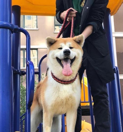 如何训练秋田犬不乱跑（培养秋田犬良好习惯，创造幸福家庭）