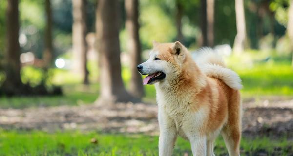 培养秋田犬学会作揖的方法（让你的宠物变得更礼貌，感恩的秋田犬培训）