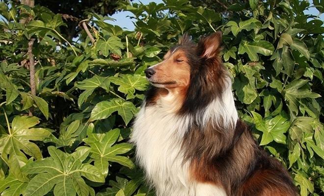 如何训练幼犬成为快乐的宠物喜乐蒂？
