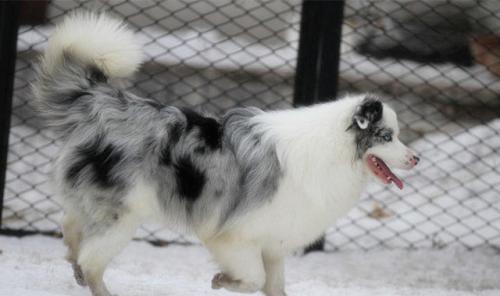 如何训练银狐犬拿报纸？（以宠物为主，快速掌握的训练技巧）