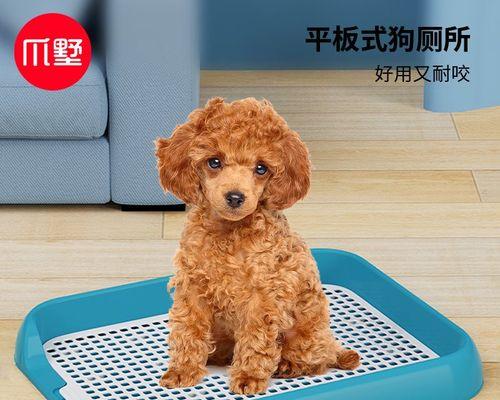 驯服你的狗狗使用马桶（让你的宠物也成为环保主义者！-）