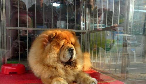 驯养松狮犬的六大实用方法（让你的宠物变得更听话、更优秀）
