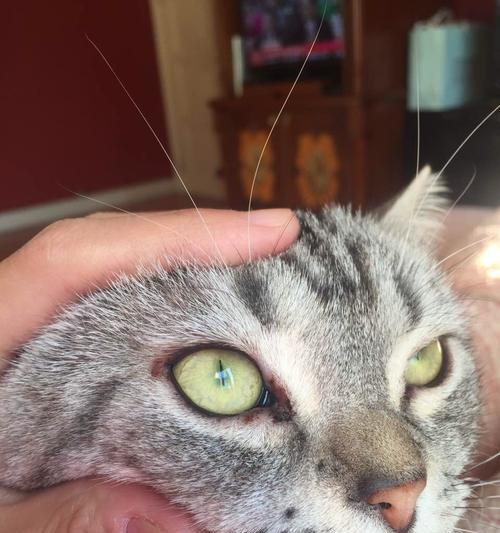 宠物猫眼红的原因及治疗方法（了解猫咪眼红的病因，及时治疗宠物猫的眼病）