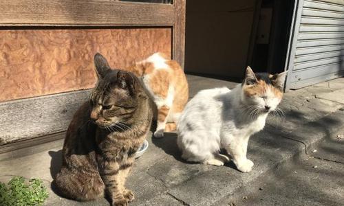 猫狗与人类共处，警惕它们的“口爪病”！（以宠物为主，不宜共眠亲吻，养成健康的养宠习惯）