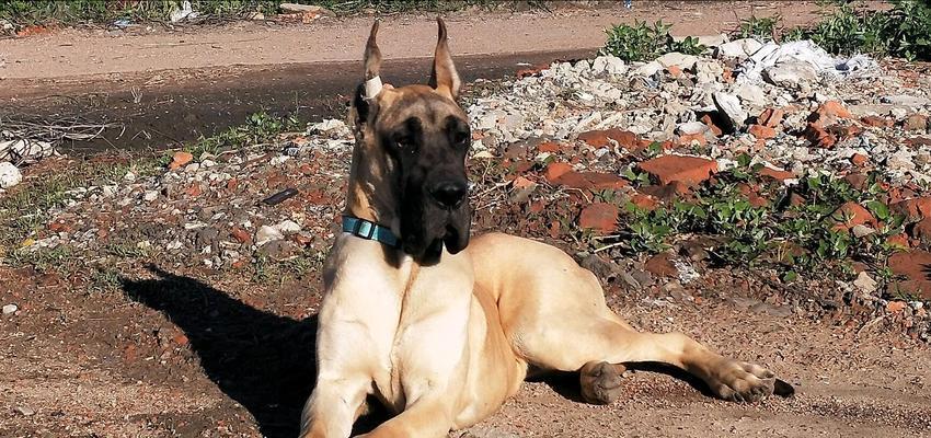 如何养好大丹犬？（注意事项让你的宠物更健康快乐）