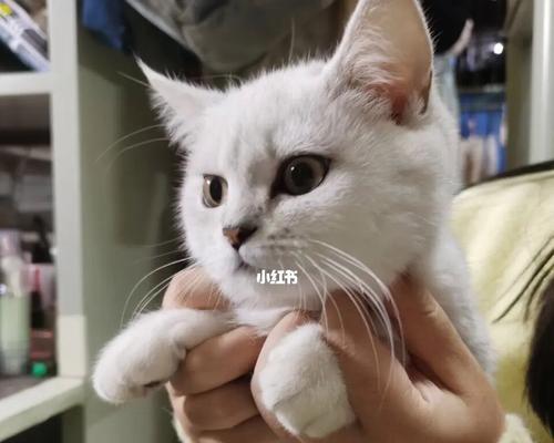如何准备养猫咪的必备工作（为宠物猫咪创造一个舒适、健康的生活环境）