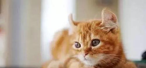小心毛球症，爱猫人士必读！（宠物猫毛球症的成因和预防方法，让您的爱猫更健康！）