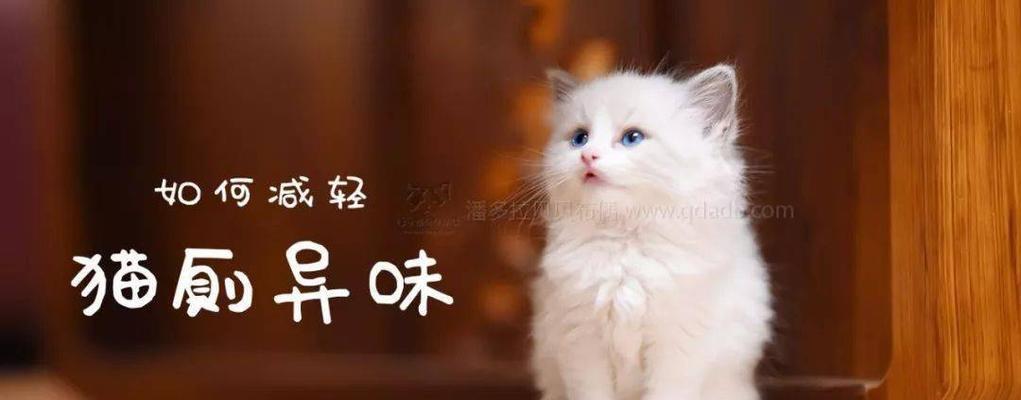 如何减少养猫咪后的异味（教你养猫咪，味道不再是问题）